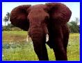 africanbullelephantpicturesmall
