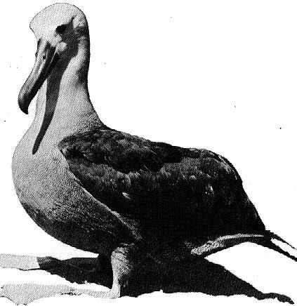 albatrossbird1