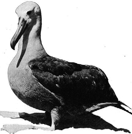 albatrossbird