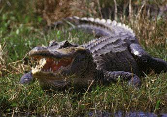 alligator-american