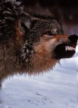 angrywolf