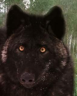 blackwolfface