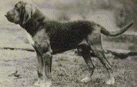 bloodhounddog