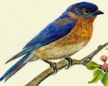 bluebirdbird