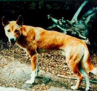 dingowild-dog