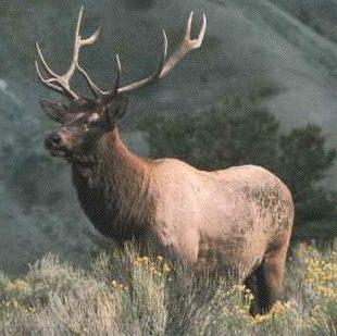 elk-bull