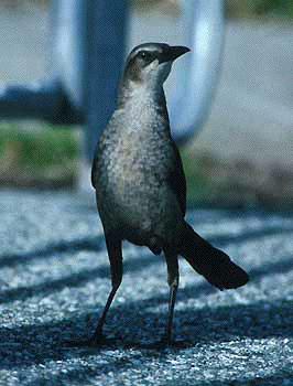 great-tailed-gracklebird