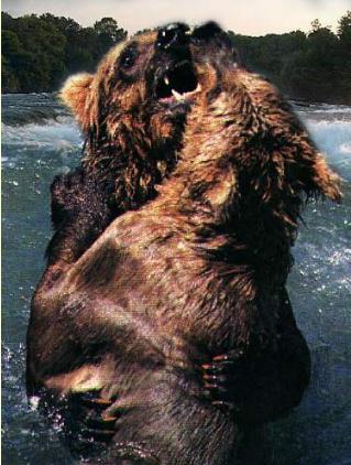 grizzlybearsfighting