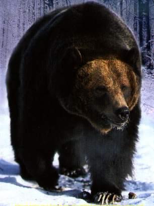 grizzlybearshump