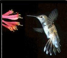 hummingbird-tailedbird