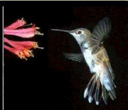 hummingbirdtailedbird1