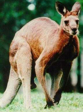 kangaroo-red