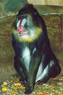 mandrill-baboon