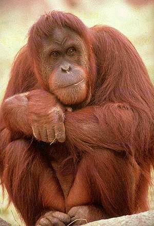 orangutanape