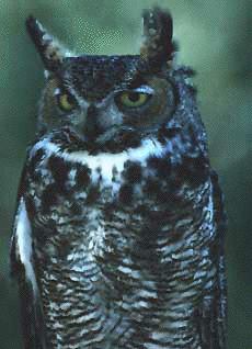 owl-great-horned