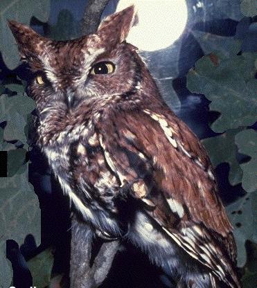 owlscreech