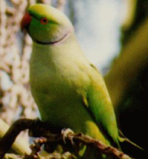 parakeetbird