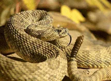 rattlesnakesnake1