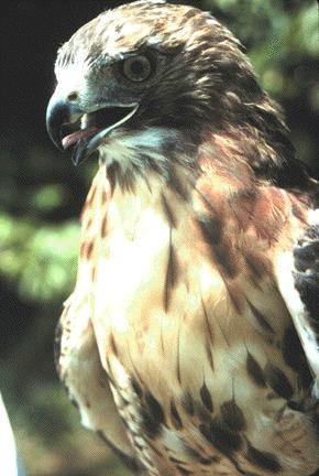 red-tailed-hawkbird