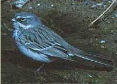 sparrowbird1