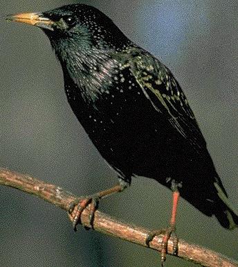starlingbird