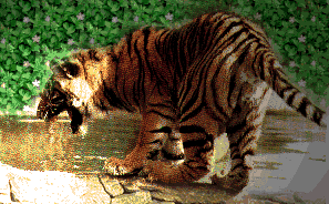 tigercubscaredpicture