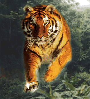 tigerinjunglepicture