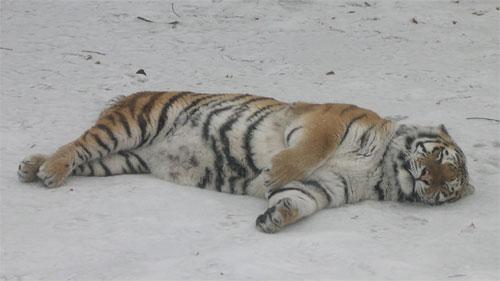 tigersleeping