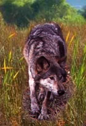 wolfprawling