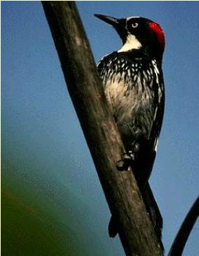 woodpeckeracornbird1