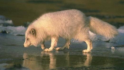 arctic-fox.jpeg